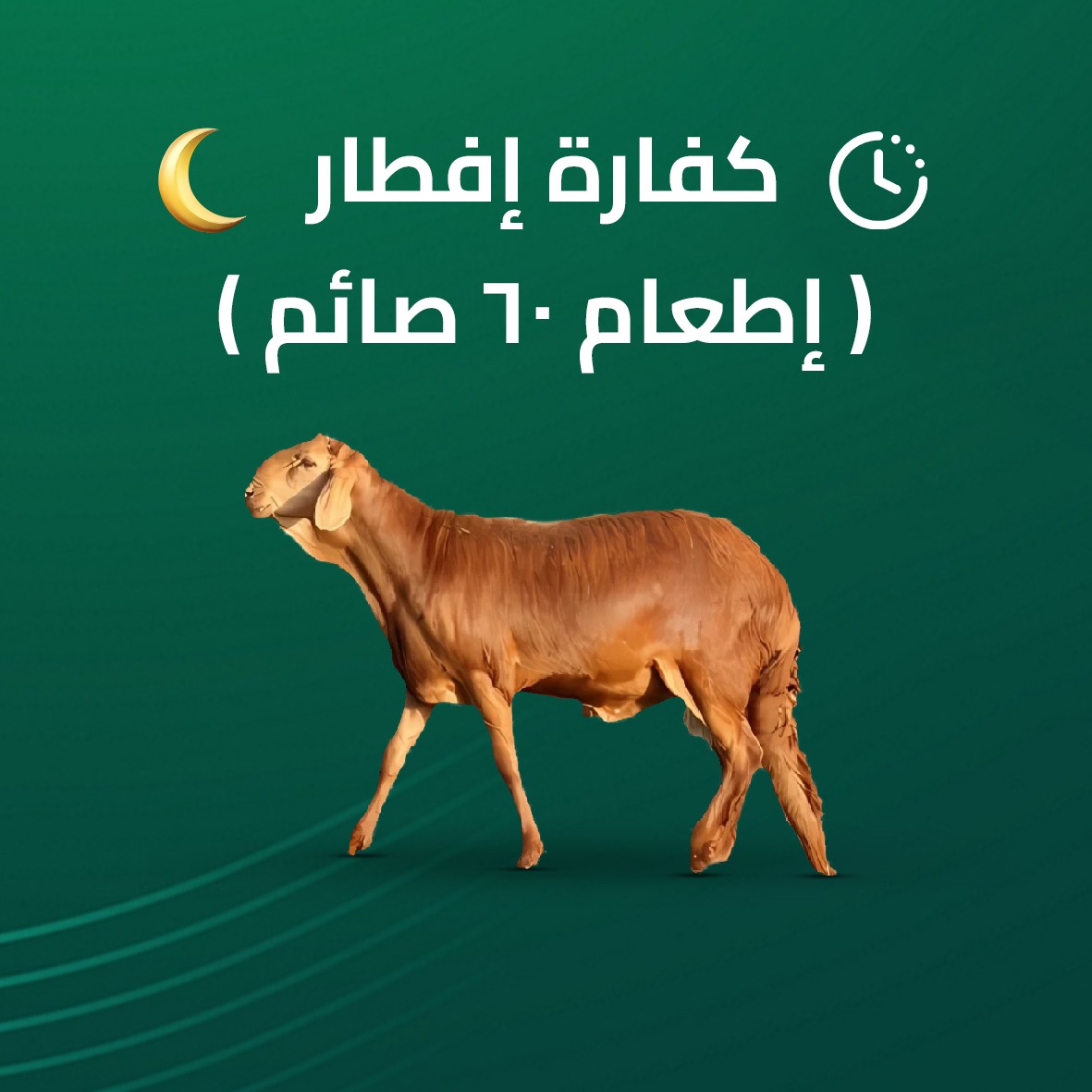 عرض 1